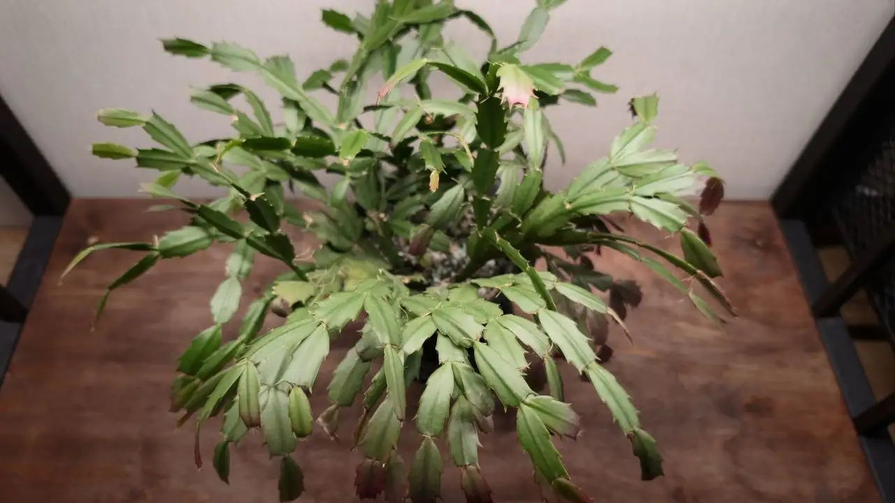 Продам шлюмбергеру - Комнатные растения (Хобби и отдых) в Красноярск