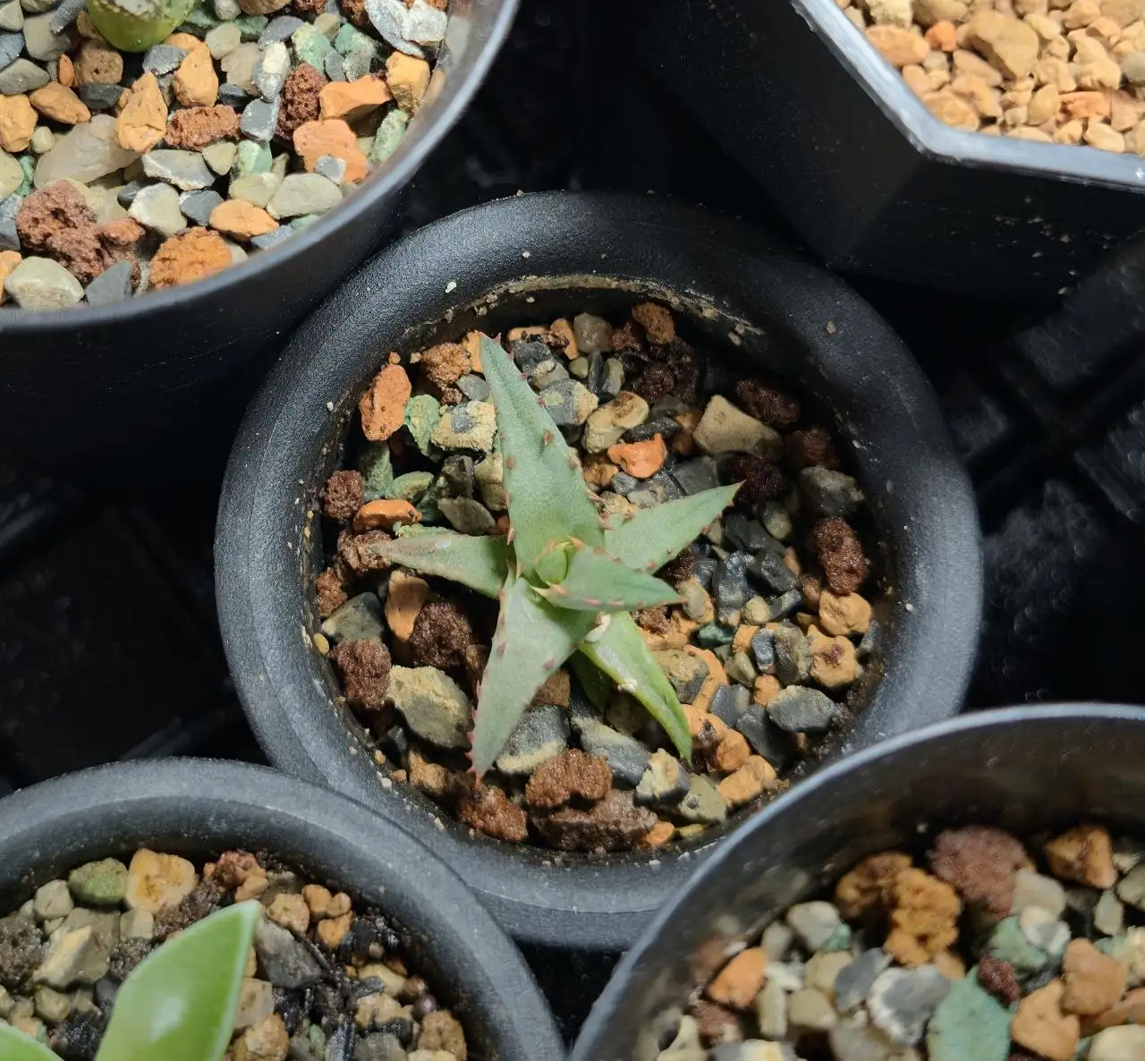 Алоэ кастильони (Aloe castilloniae) - Комнатные растения (Хобби и отдых) в Красноярск