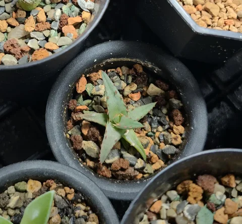 Алоэ кастильони (Aloe castilloniae) - Мероприятия/Выставки в Красноярск