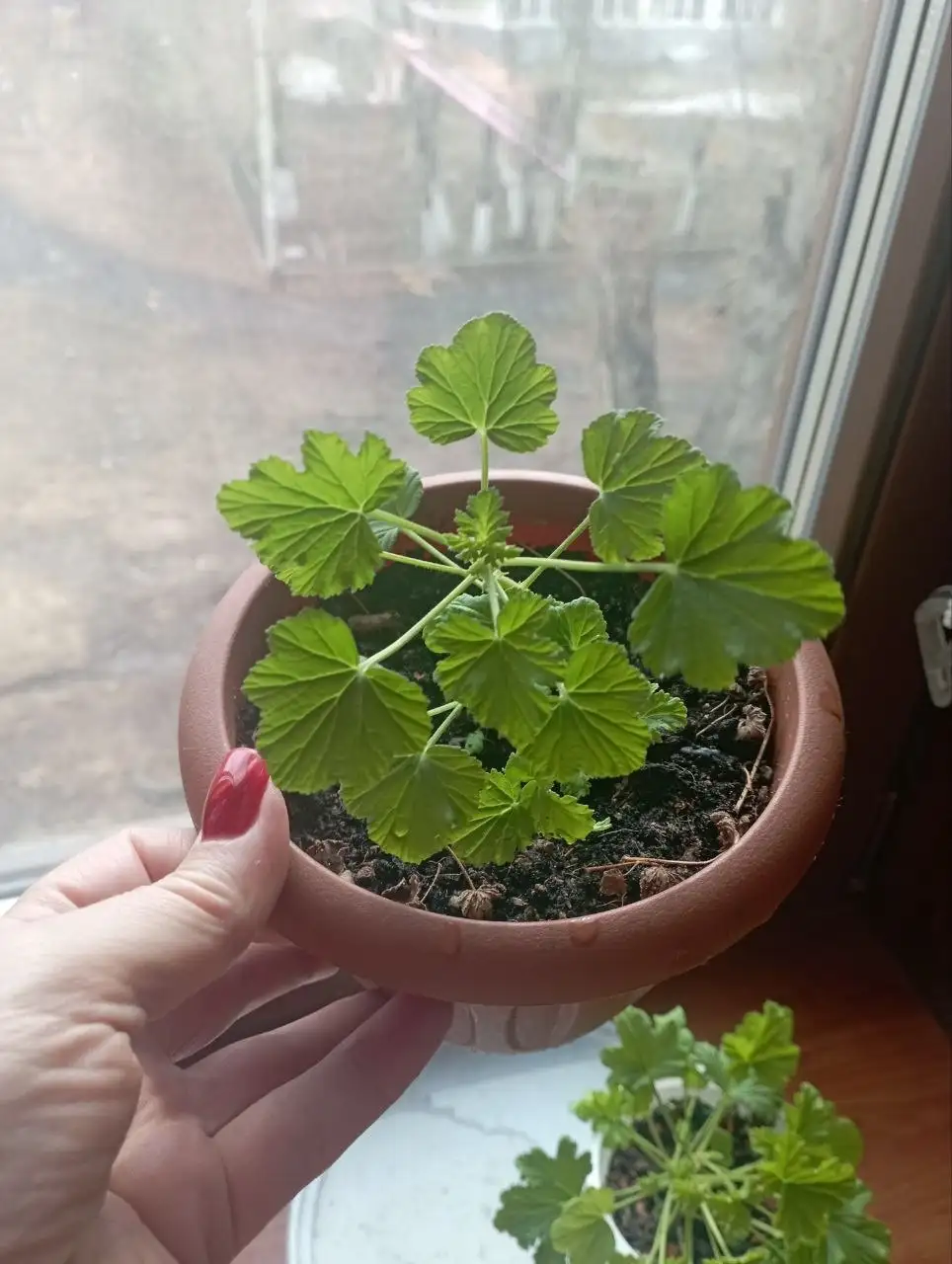 Пеларгония ароматная Удача петра, цитрус - Комнатные растения (Хобби и отдых) в Красноярск