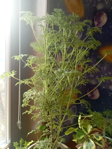 Пеларгония ароматная RADENS розовое масло - частное объявление в Красноярск