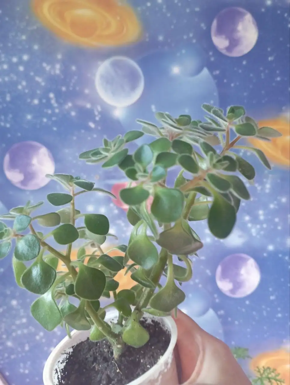 Аихризон комнатное растение - Комнатные растения (Хобби и отдых) в Красноярск