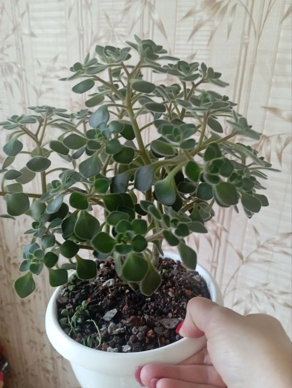 Аихризон комнатное растение - Комнатные растения (Хобби и отдых) в Красноярск