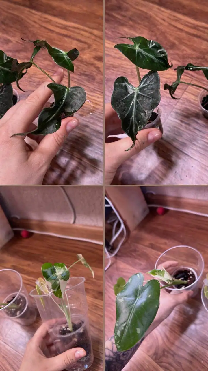 Продажа алоказий Okinawa Silver и Loco - Комнатные растения (Хобби и отдых) в Красноярск