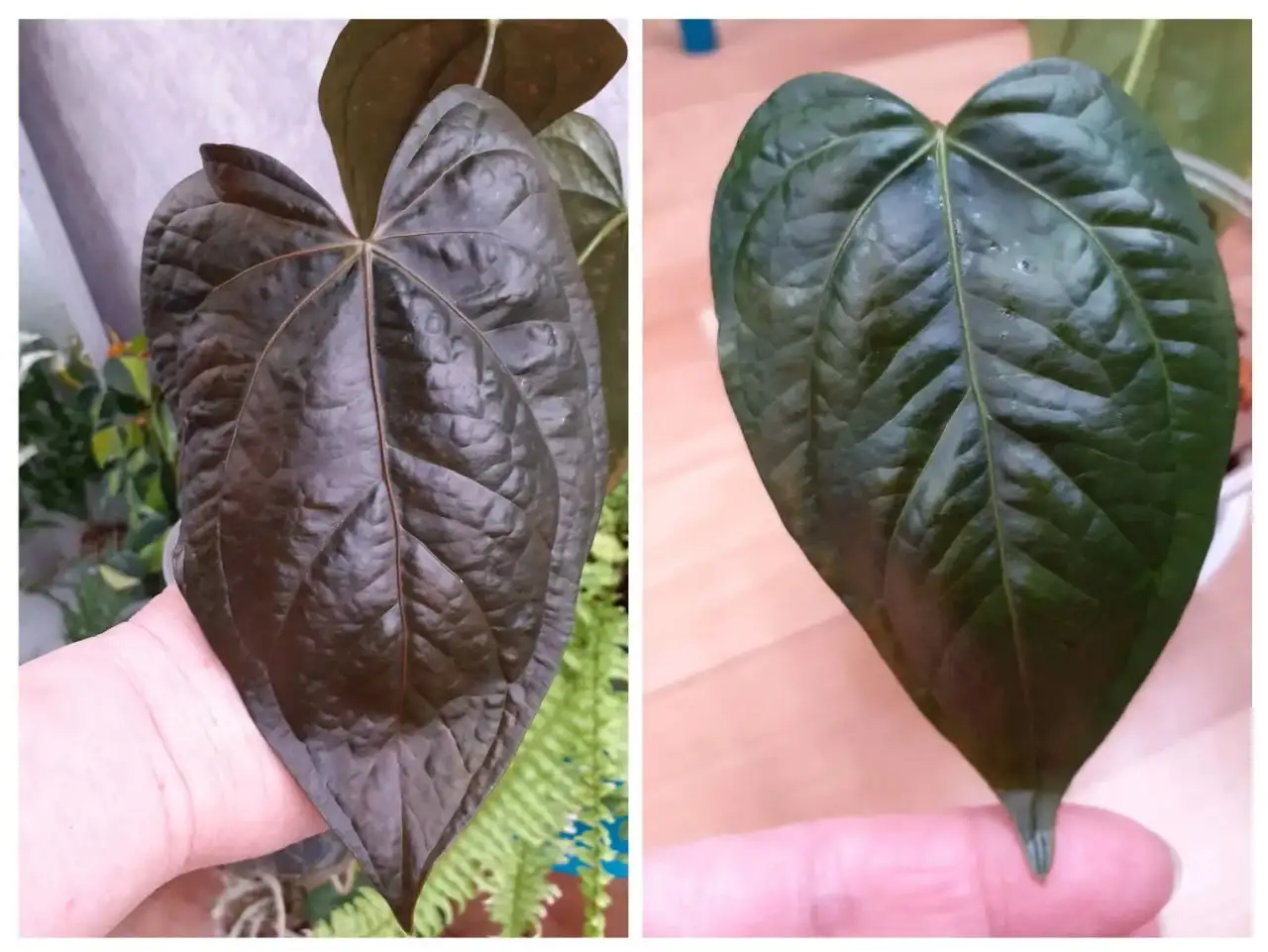 Антуриум Квин оф Харт - Комнатные растения (Хобби и отдых) в Красноярск