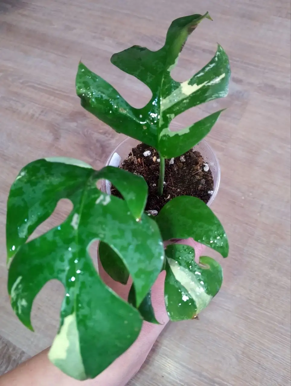 Продажа комнатного растения Рафидофора тетрасперма - Комнатные растения (Хобби и отдых) в Березовский