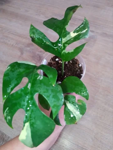 Продажа комнатного растения Рафидофора тетрасперма - Хобби и отдых в Березовский