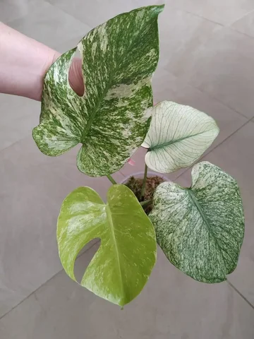 Монстера White Monster с новым листом - Саженцы в Красноярск