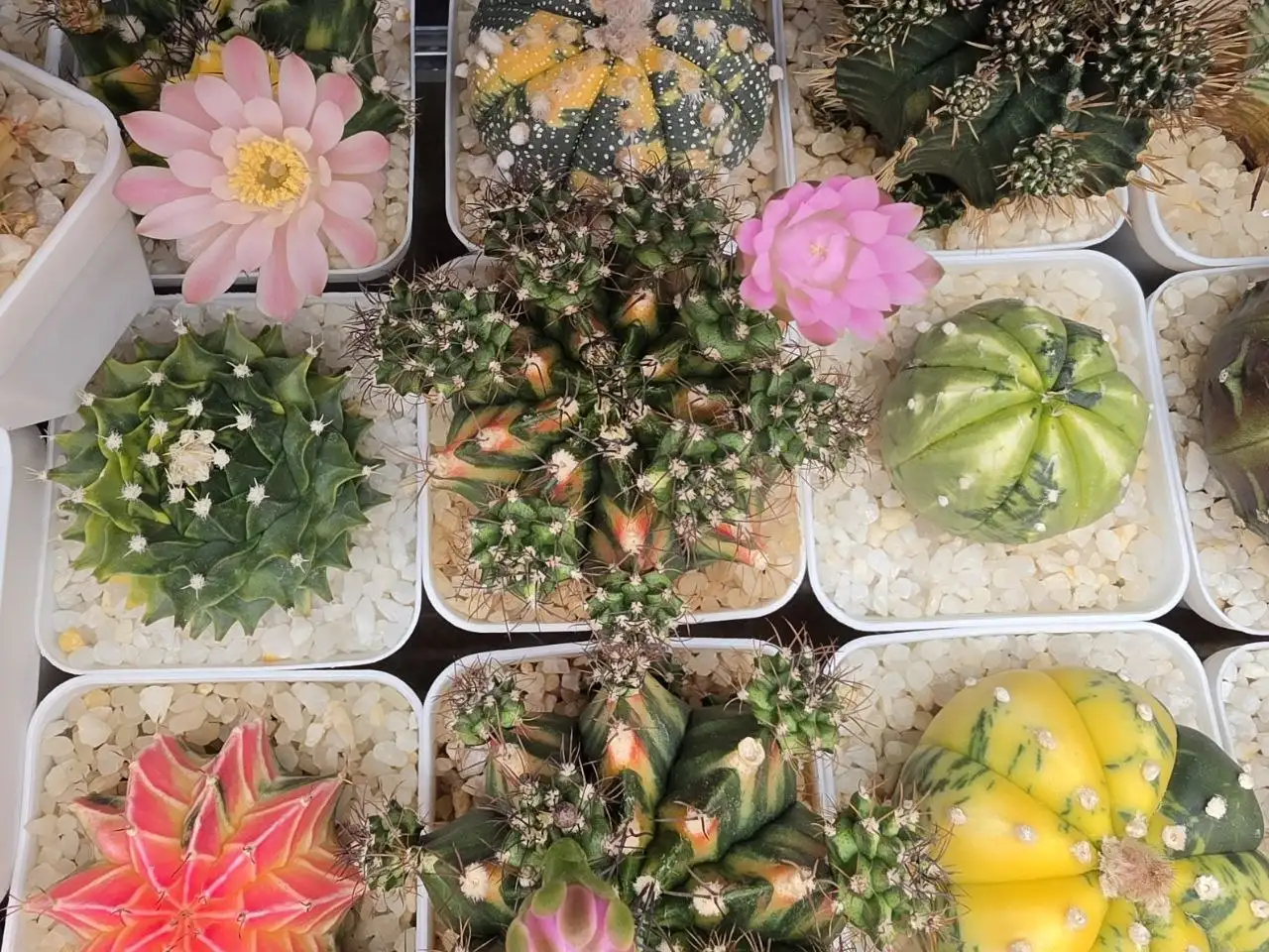 Цветущая полянка комнатных растений - Комнатные растения (Хобби и отдых) в Красноярск