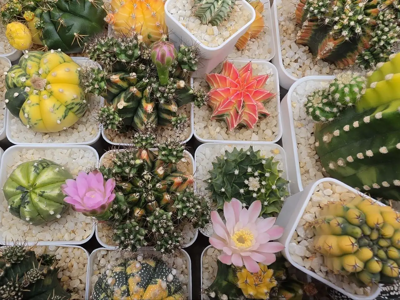 Цветущая полянка комнатных растений - Комнатные растения (Хобби и отдых) в Красноярск