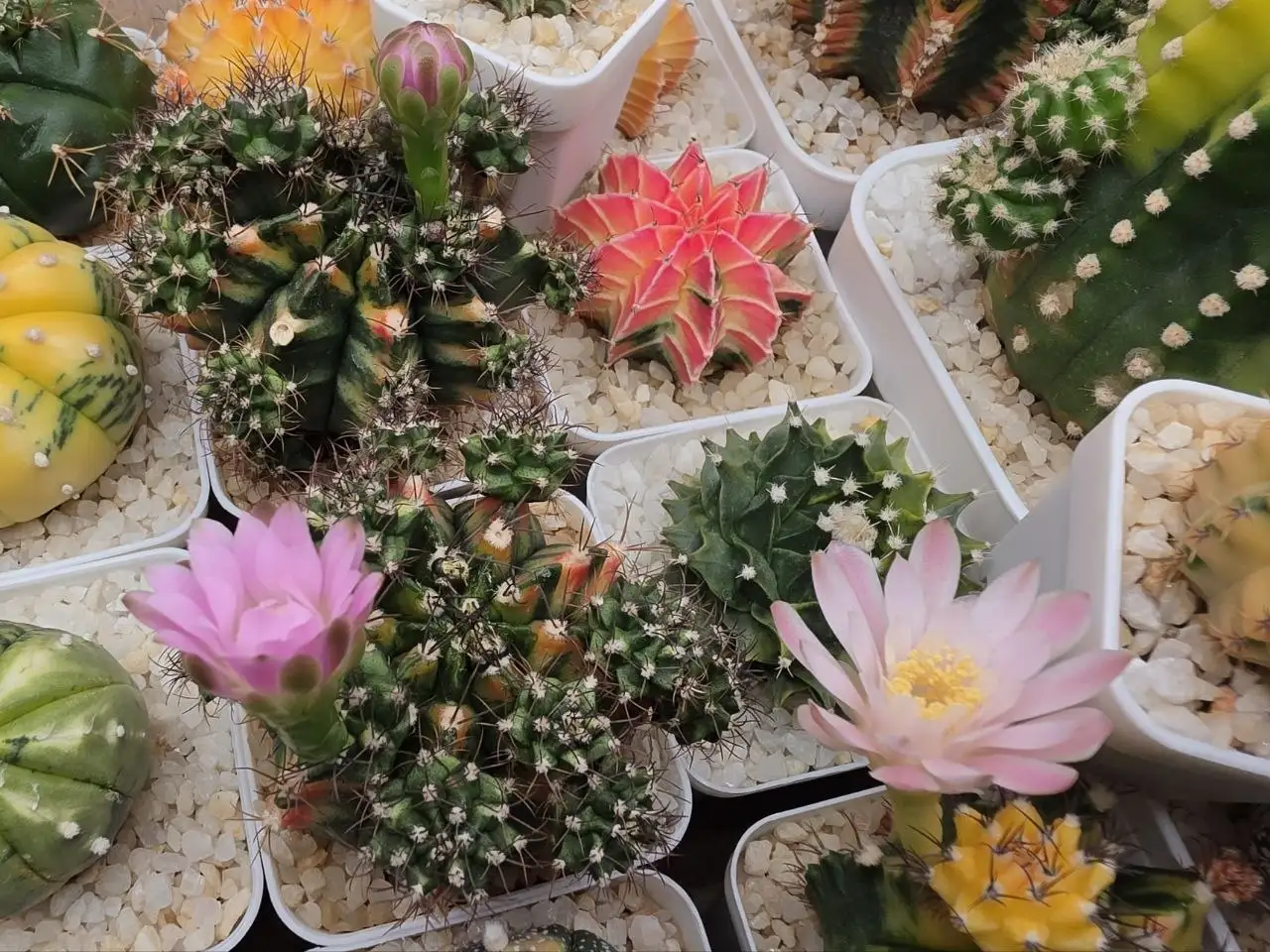 Цветущая полянка комнатных растений - Комнатные растения (Хобби и отдых) в Красноярск