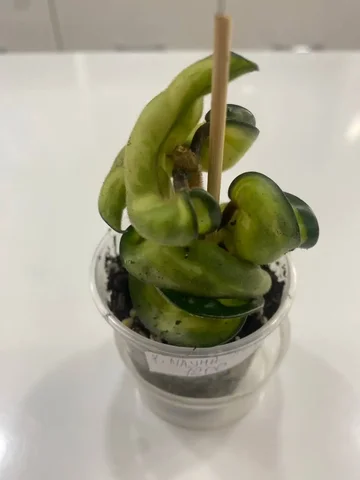 Хойя Компакта Мауна Лоу - Мероприятия/Выставки в Красноярск