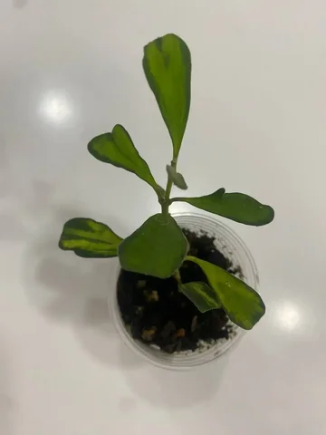 Хойя Манипуренсис Фило - Мероприятия/Выставки в Красноярск