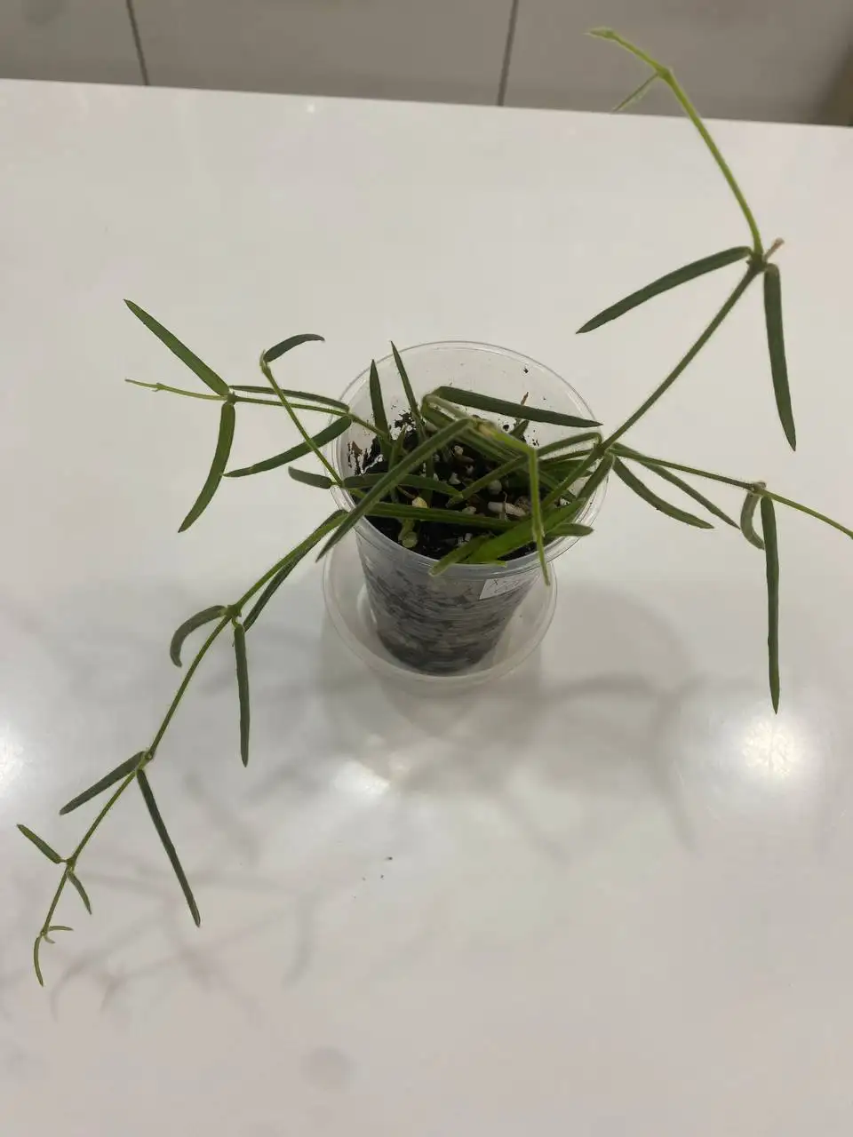 Хойя Линеарис - Комнатные растения (Хобби и отдых) в Красноярск