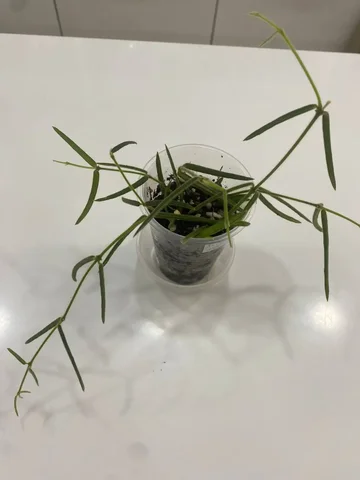 Хойя Линеарис - Мероприятия/Выставки в Красноярск