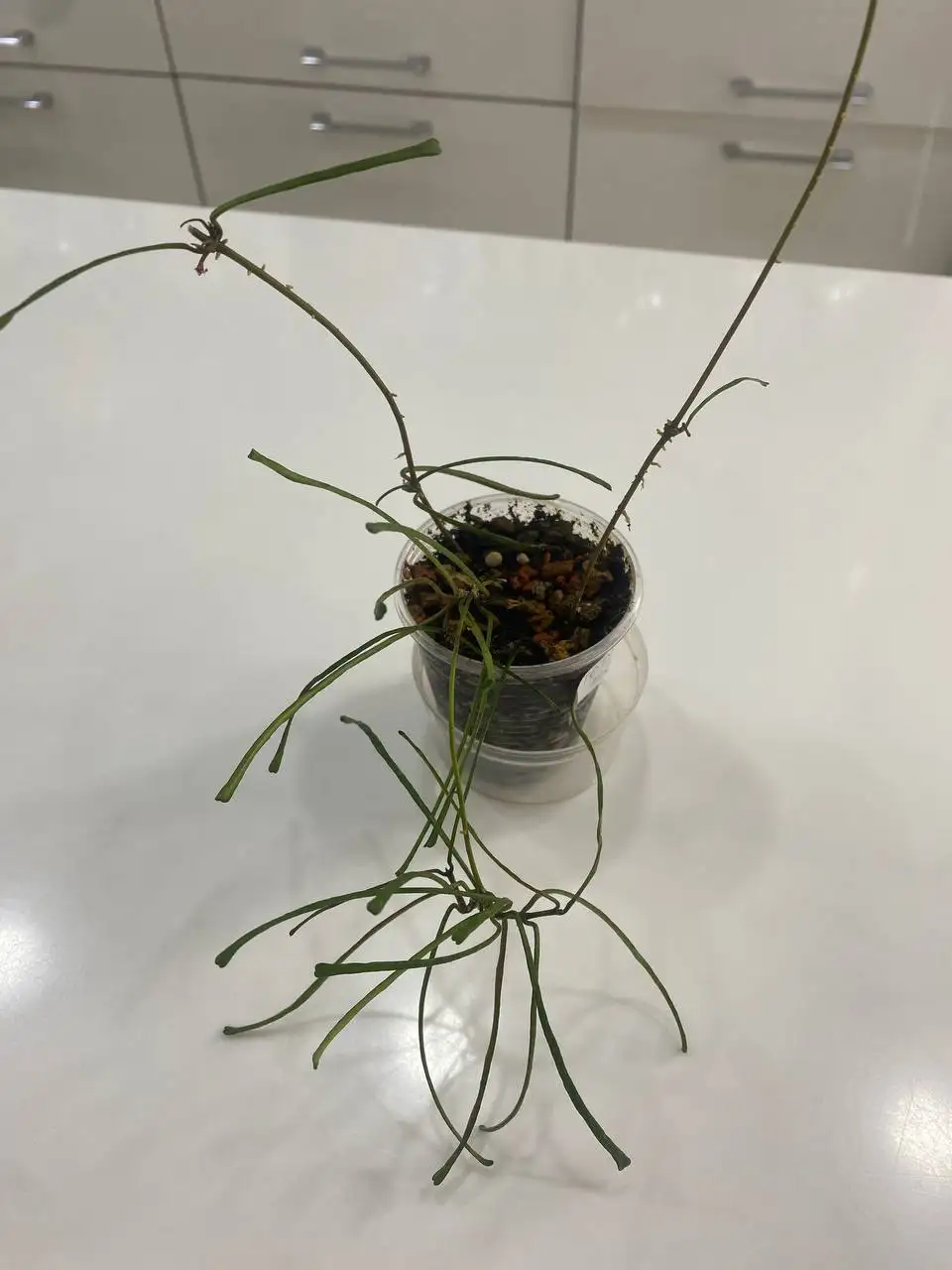 Хойя Ретуза - Комнатные растения (Хобби и отдых) в Красноярск