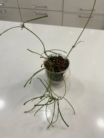 Хойя Ретуза - Мероприятия/Выставки в Красноярск