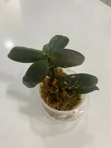 Продается Хойя 7420 - Мероприятия/Выставки в Красноярск