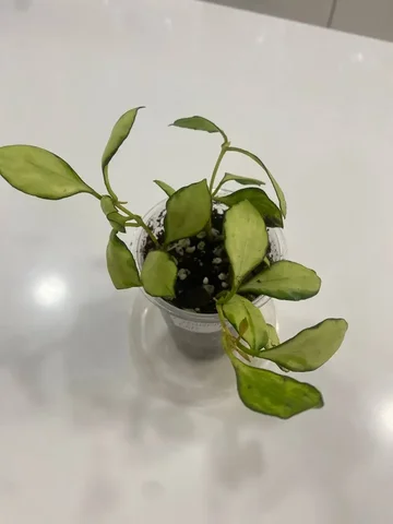 Хойя Хешкелиана - Мероприятия/Выставки в Красноярск