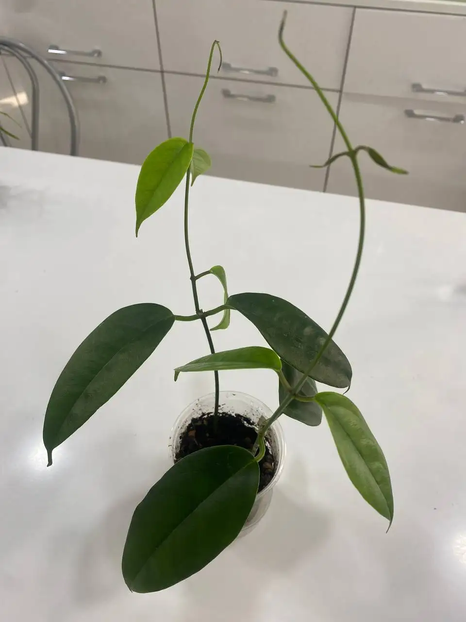 Хойя Буотти - Комнатные растения (Хобби и отдых) в Красноярск