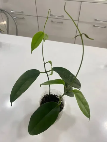 Хойя Буотти - Мероприятия/Выставки в Красноярск