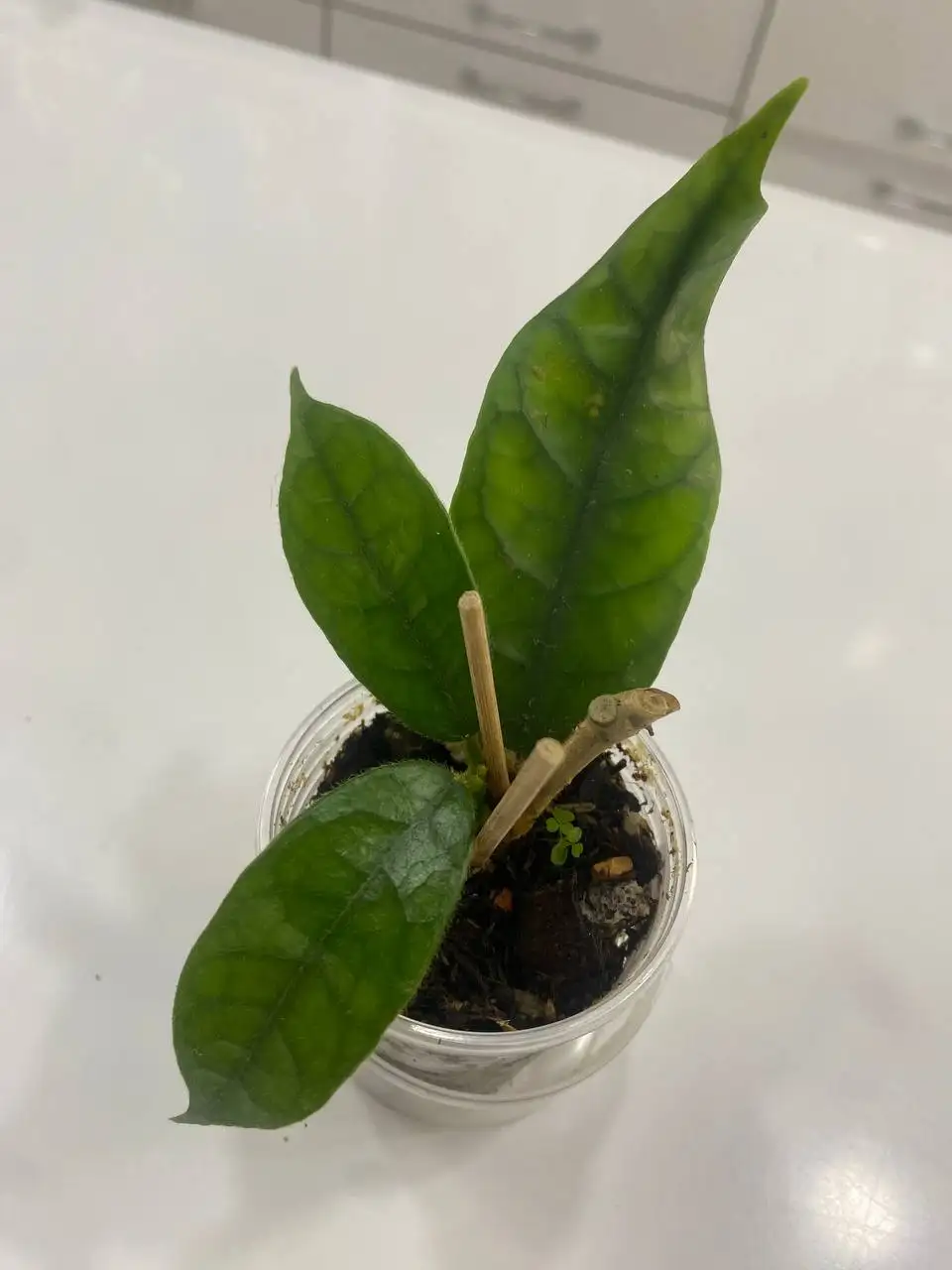Хойя Виллоза - комнатное растение - Комнатные растения (Хобби и отдых) в Красноярск