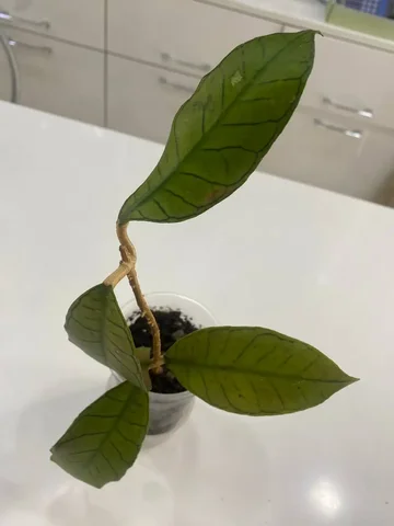 Хойя Гунунг гадинг - Мероприятия/Выставки в Красноярск