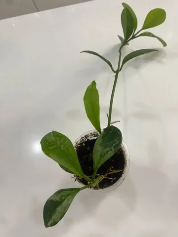 Хойя Ан-074 с двумя ростками - Мероприятия/Выставки в Красноярск