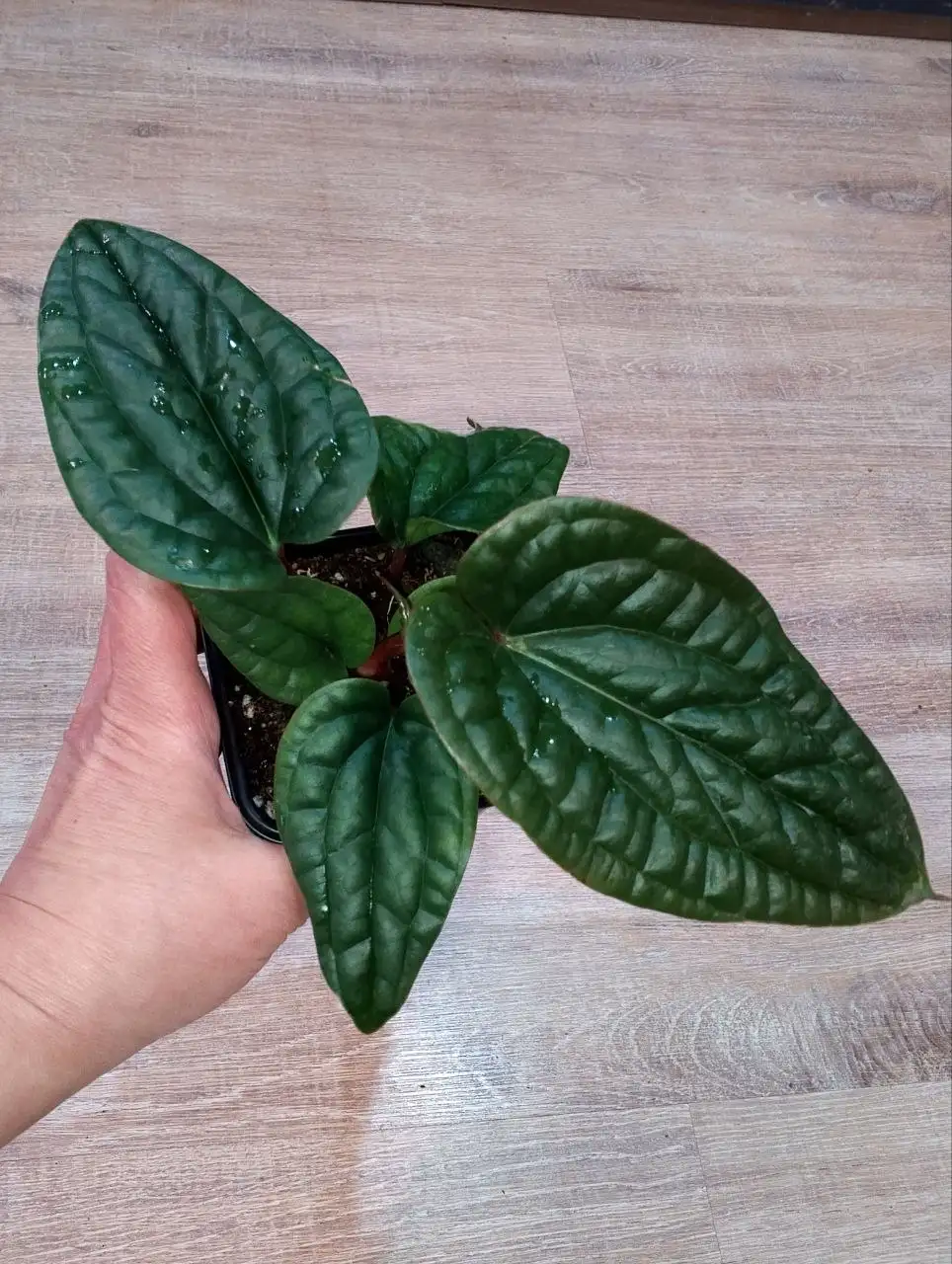 Продажа антуриума Luxurians/Radicans - Комнатные растения (Хобби и отдых) в Красноярск