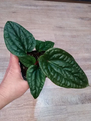 Продажа антуриума Luxurians/Radicans - Мероприятия/Выставки в Красноярск