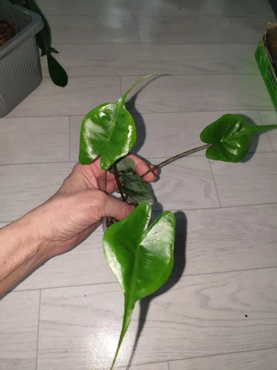 Стингрей с платинумом сцин 350 - Хобби и отдых в Красноярск