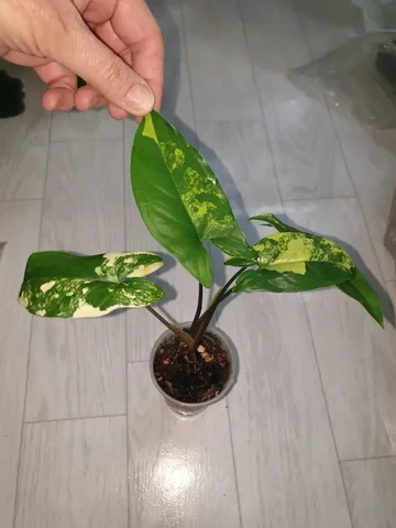 Синг империал еллоу 450 комнатное растение - Мероприятия/Выставки в Красноярск