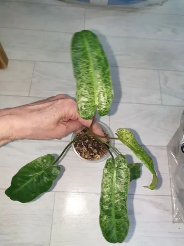 Фил параисо верде 450 - Мероприятия/Выставки в Красноярск