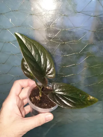 Синг ред эрроу 350 - Мероприятия/Выставки в Красноярск