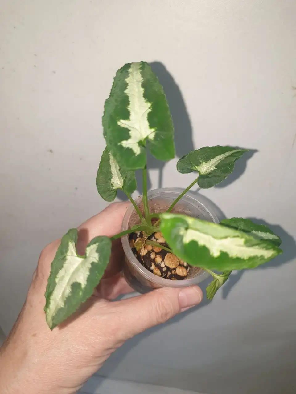 Комнатные растения в Красноярске - Комнатные растения (Хобби и отдых) в Красноярск