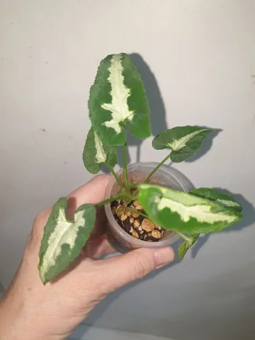 Комнатные растения в Красноярске - Мероприятия/Выставки в Красноярск