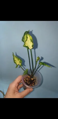 Синг гадзилла вар 350 Борисевича - Мероприятия/Выставки в Красноярск