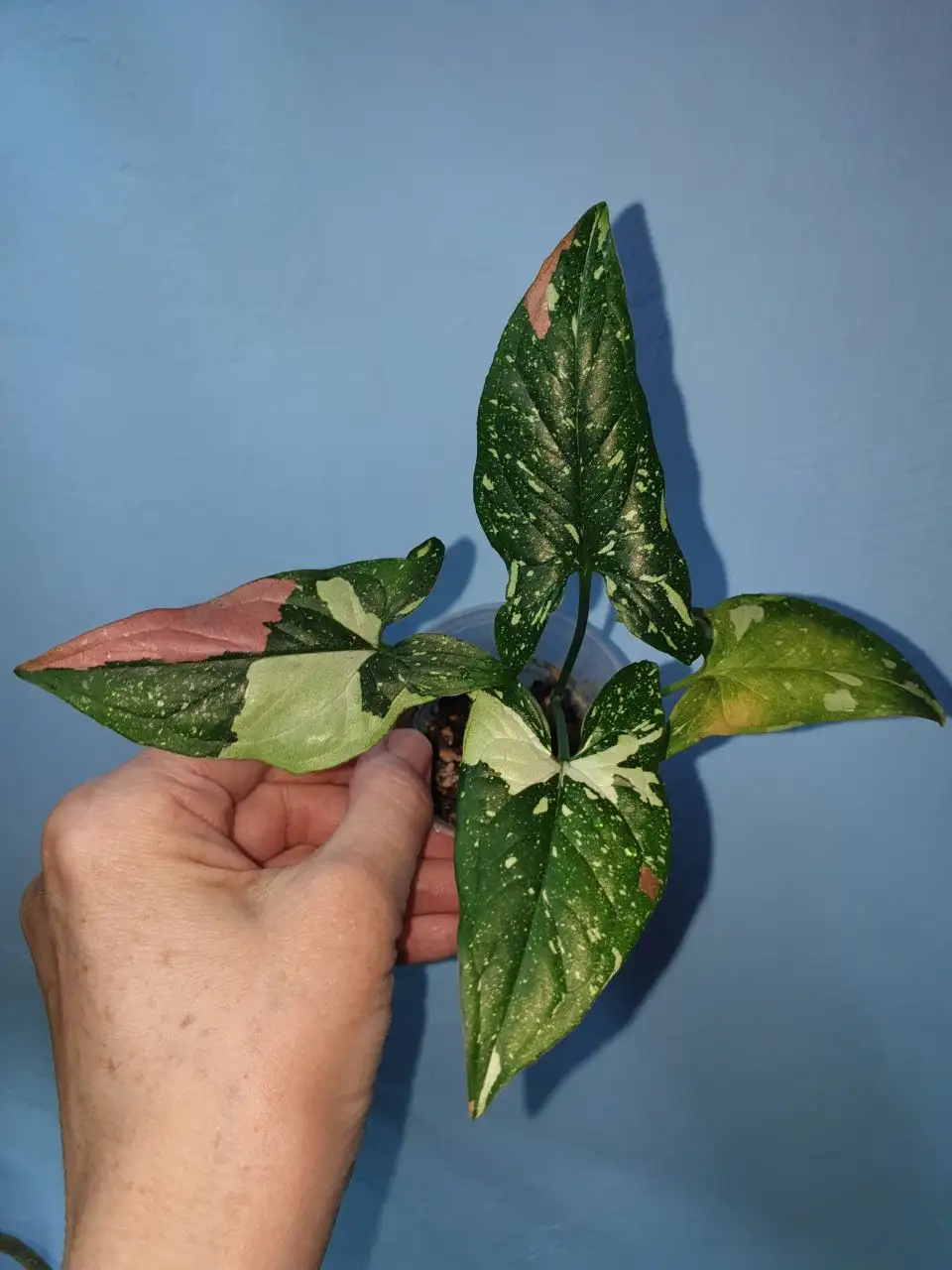 Синг ред спот триколор 300 Борисевича - Комнатные растения (Хобби и отдых) в Красноярск