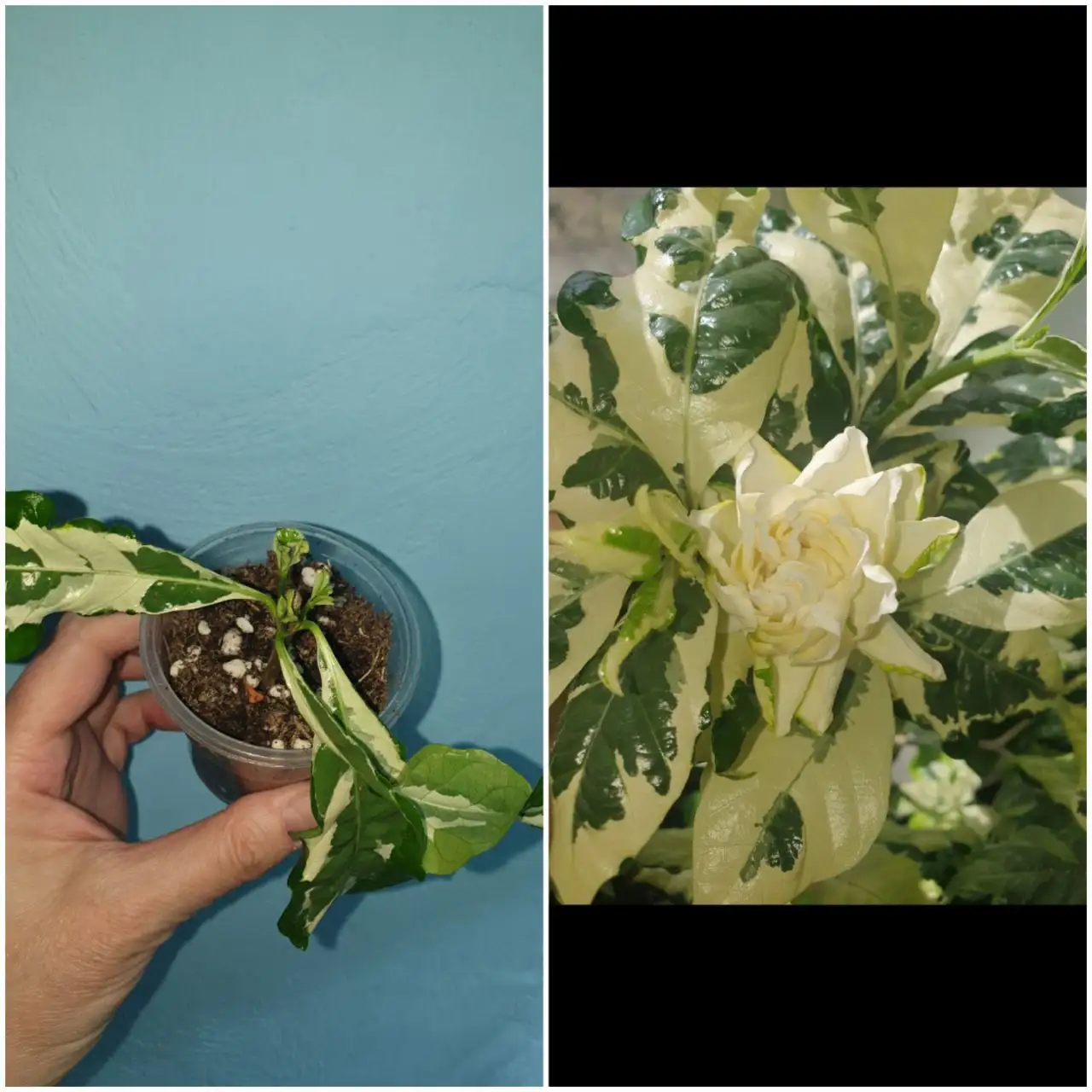 Гардения августата вар 500 с пром черенком - Комнатные растения (Хобби и отдых) в Красноярск