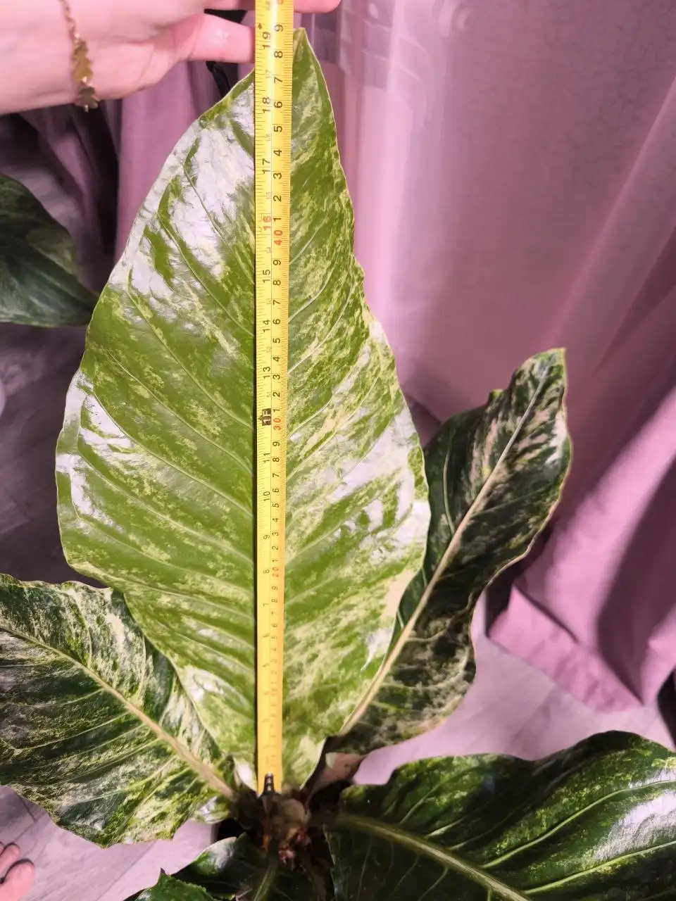 Продажа комнатных растений в Красноярске - Комнатные растения (Хобби и отдых) в Красноярск