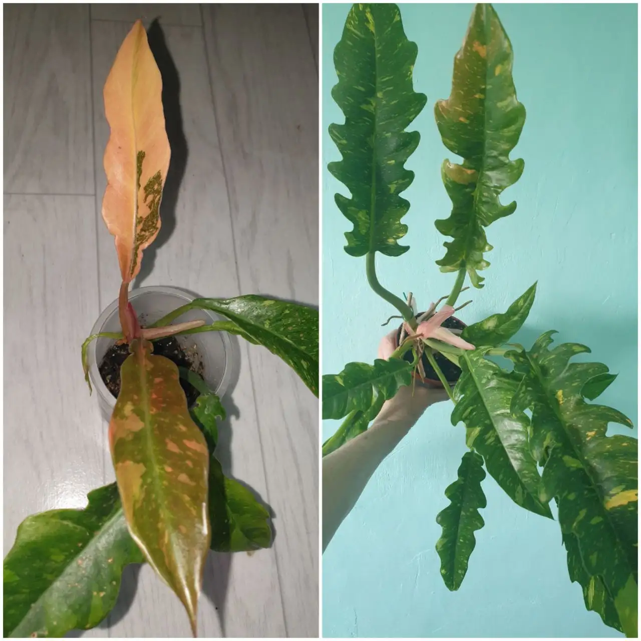 Комнатные растения в Красноярске - Комнатные растения (Хобби и отдых) в Красноярск