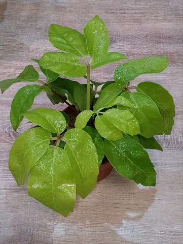 Шефлера Colden Amate - Хобби и отдых в Березовский