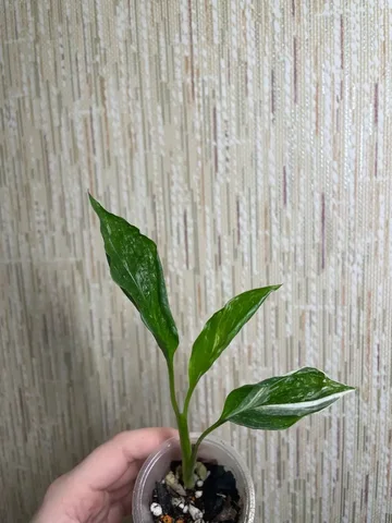 Спатифиллум джемени/даймонд в Красноярске - Мероприятия/Выставки в Красноярск