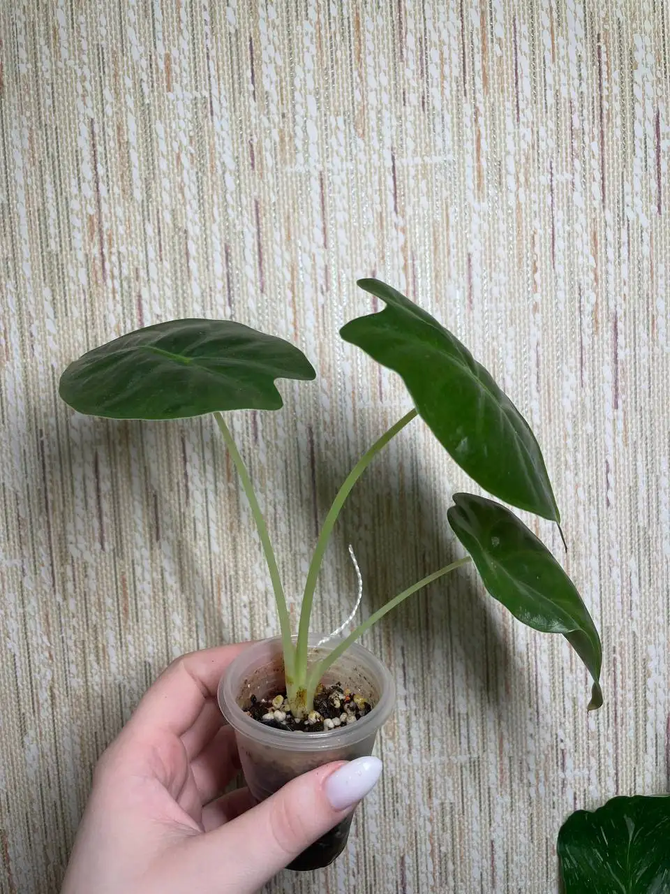 Алоказия Голден Бон - Комнатные растения (Хобби и отдых) в Солнечный