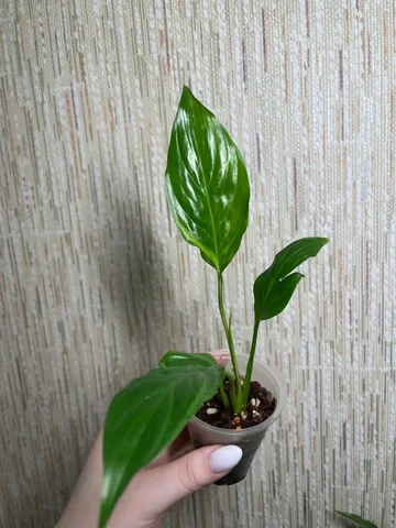 Спатифиллум Блорок Индонезия - Мероприятия/Выставки в Красноярск