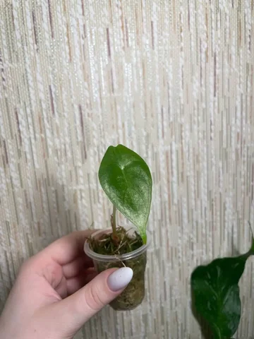 Алоказия Лонгилоба Сильвер - Хобби и отдых в Солнечный