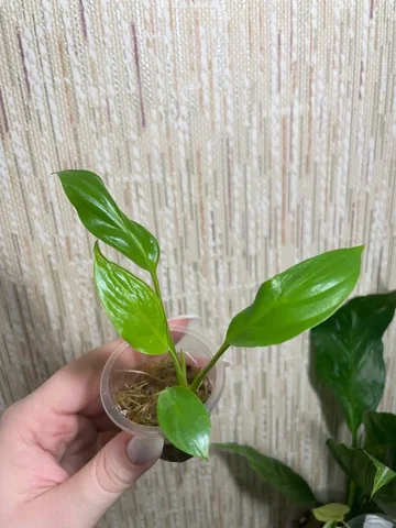 Спатифиллум неон - Мероприятия/Выставки в Красноярск