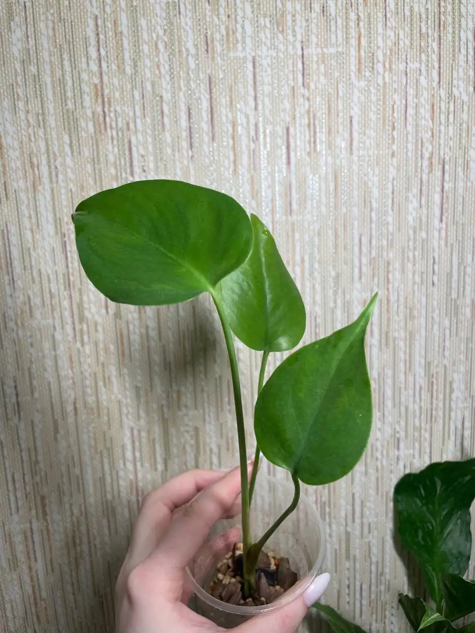 Монстера из облученных семян - Комнатные растения (Хобби и отдых) в Красноярск