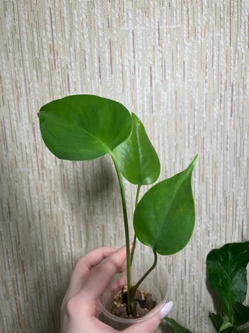 Монстера из облученных семян - Мероприятия/Выставки в Красноярск