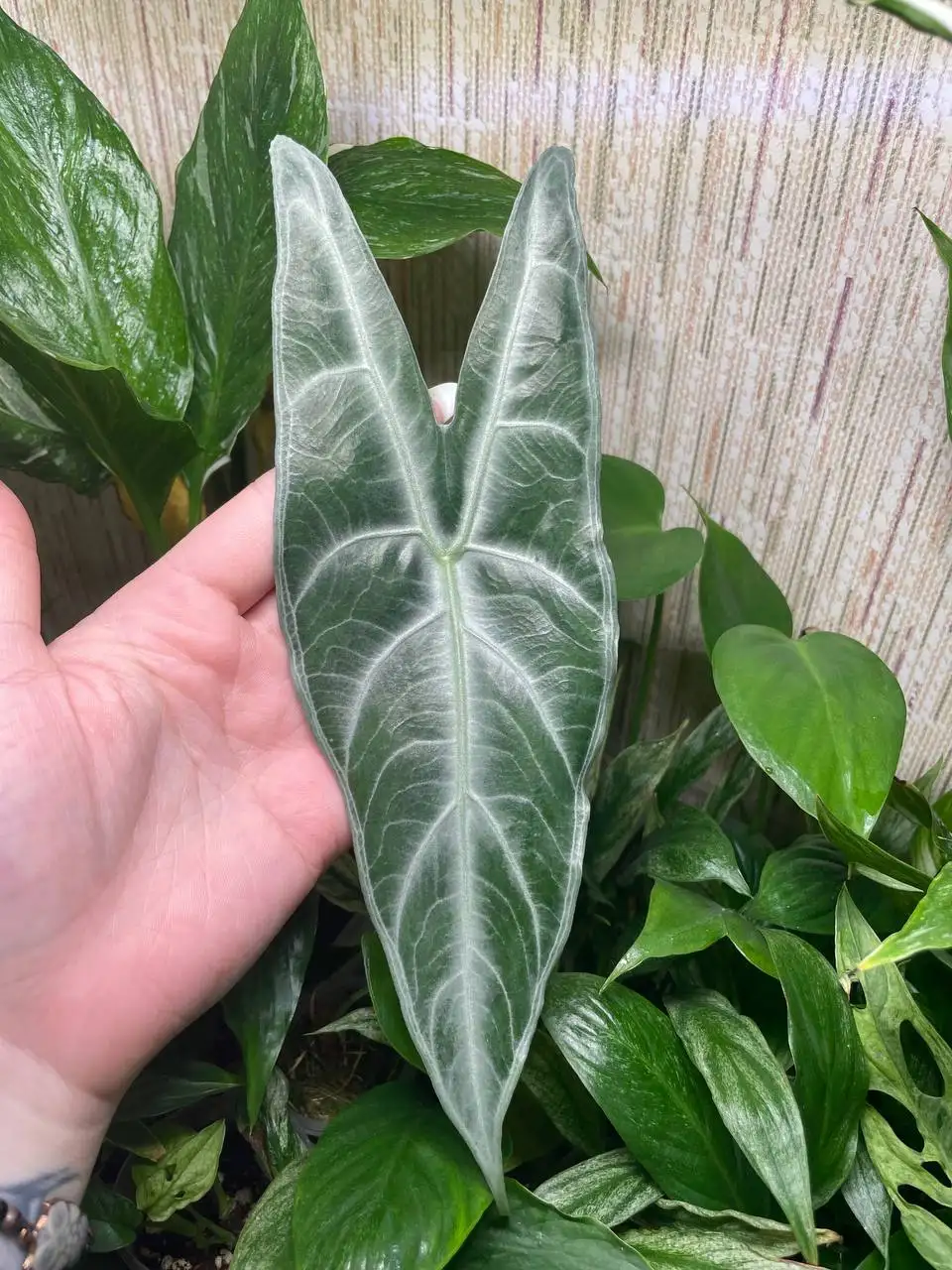 Алоказия Лонгилоба Сильвер/кортхалси - Комнатные растения (Хобби и отдых) в Красноярск